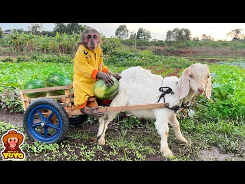 YoYo Jr takes the goat to harvest watermelon