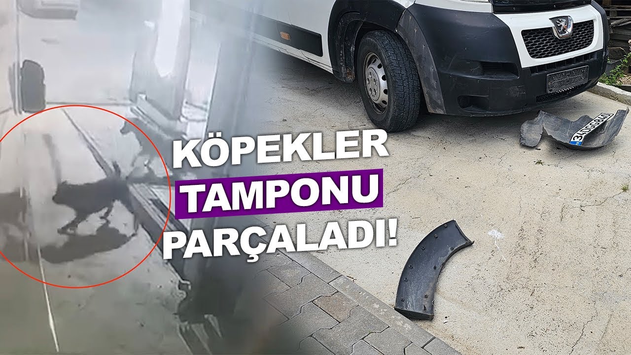 Kediyi Kovalayan Sokak Köpekleri Karavanı Parçaladı!