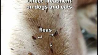 Removing Fleas