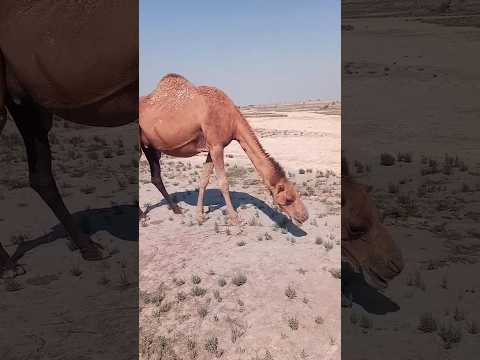 #camel || #amazing