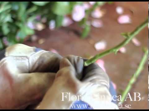 FloraLinnea okulering av rosor