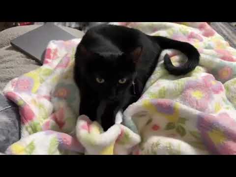 Pride, an adoptable Domestic Short Hair in Sterling, VA_image-1