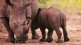 Raising For Rhinos 2021
