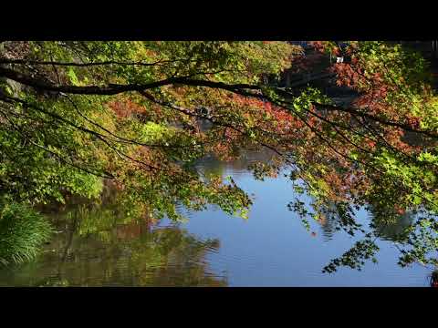 Mañana con globos de papel en el templo Eihoji