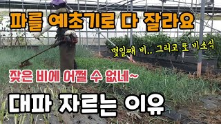 대파를 예초기로 자른다? 대파 자르는 이유 계속된 비소식에 "이방법"이 최고 대파 웃거름주기 대파키우기 대파…
