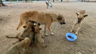 Mother Dog Searching for food to feed her puppies - Feeding pedigree @Dogoftheday