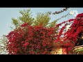 Jiske Rakshak Tum Tripurari