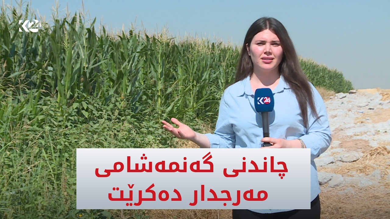 ڤیدیۆ | وەزارەتی کشتوکاڵ چاندنی گەنمەشامی مەرجدار دەکات