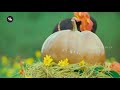 Yem Sakkanunavro Full Video Song Jummandi Nadam Manchu Manoj Tapsee Pannu Mohan Babu Suman