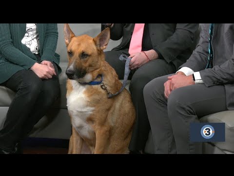 Meet the Pet of the Week: Jaxx - YouTube