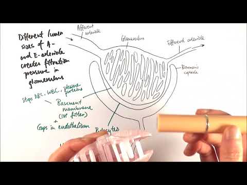 A2 Biology  - Ultrafiltration (OCR A Chapter 15.5)
