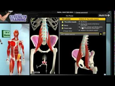 How Iliopsoas Muscles Work: 3D Anatomy of Muscles in Motion