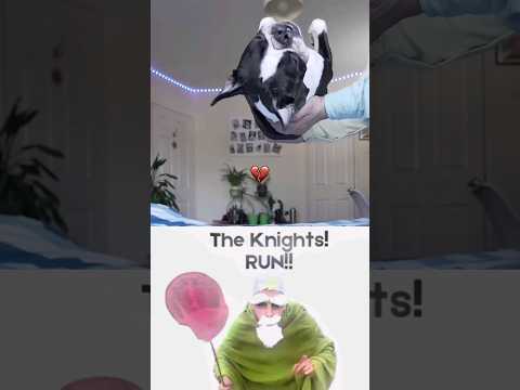 Bombastic GNOME reacts #funny #gravity #fyp #cat #dog #meme #memes #gnomes