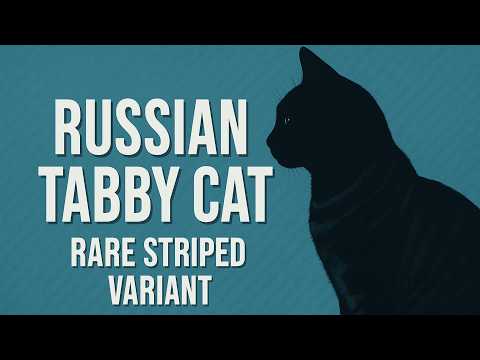 The Russian Tabby Cat | Rare Striped Russian Blue Variant | History, Traits & Care