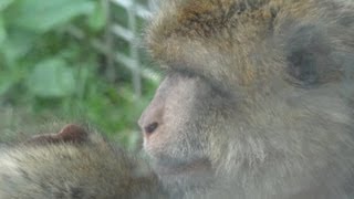 preview picture of video 'Zoo de St Martin la Plaine  - Le macaque de Barbarie'