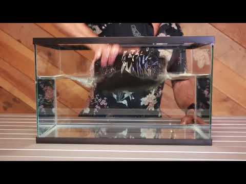 The Rover Dunk Test: Submersible, Waterproof, and Smell-Proof Protection