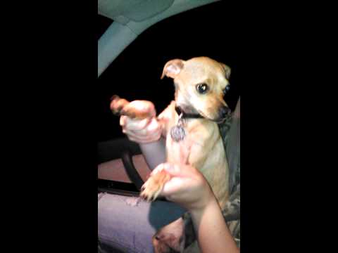 Pedro gettin buck to dxrty rxdd