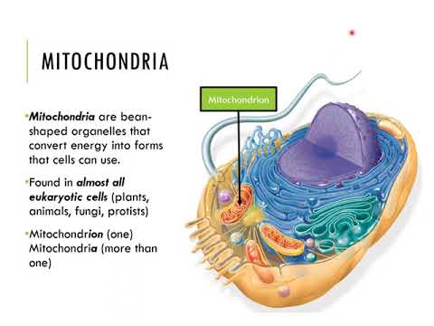 Chapter 6    Tour of the Cell
