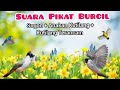 Suara Pikat Burcil Kombinasi Sogon Anakan Kutilang Memanggil Dan Kutilang Terancam