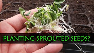 Planting Sprouted Seeds - Garden Quickie Episode 44