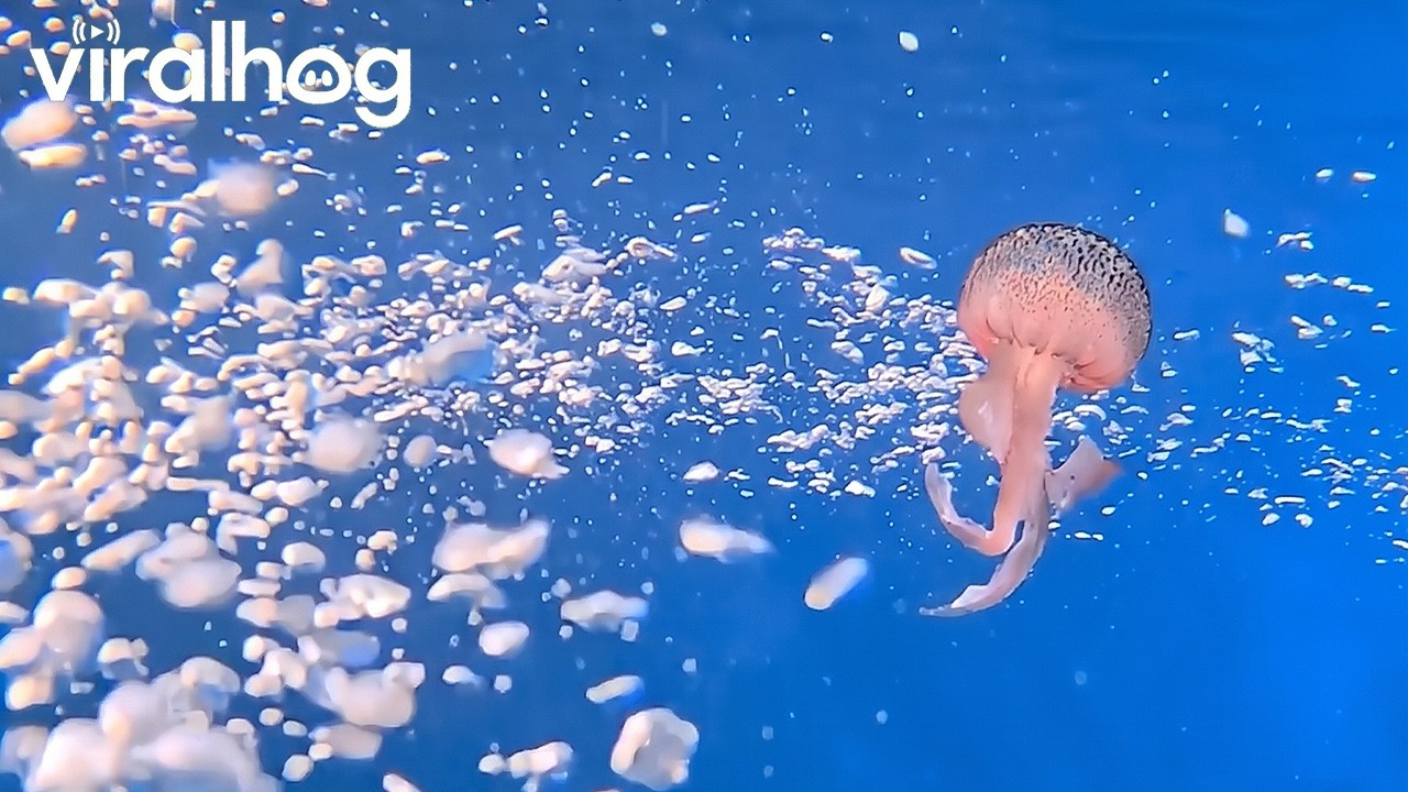 Jellyfish Spins in Diver's Bubble Ring || ViralHog