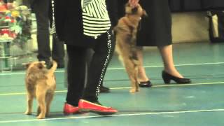 Tomtom & Wafeltje, Specialty Toy Club show. 10-11-2013