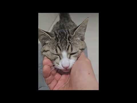 퇴근하면 고양이는