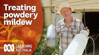 How to get rid of powdery mildew | Pest and Disease control | Gardening Australia