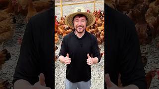 These Chickens Will Change People's Lives