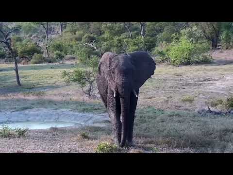 Djuma: Lone Elephant bull - 16:30 - 10/14/2022