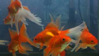 Ryukin goldfish 