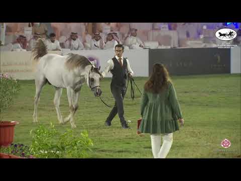 N 379 JARRAH ALMUAWD   10th Arabian Horse Show for local Breeders in Saudi Arabia 2021   Colts 2 Yea