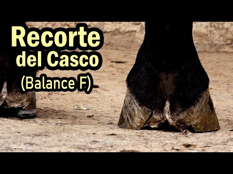Basic Principles of Horseshoeing Part 1 - Hoof Trimming and Balancing - MVZ Manuel Juarez