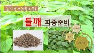 {농사정보} (5월4주)  들깨_파종준비