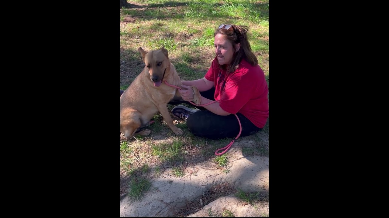 Enlarge Blake, a ADOPTABLE mixed breed in Warwick, RI video 4/4