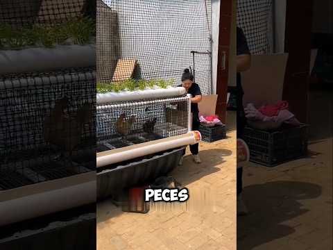 Tres granjas en una sola #shorts #agricultura