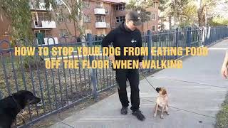 HOW TO STOP A DOG FROM EATING THINGS ON THE GROUND