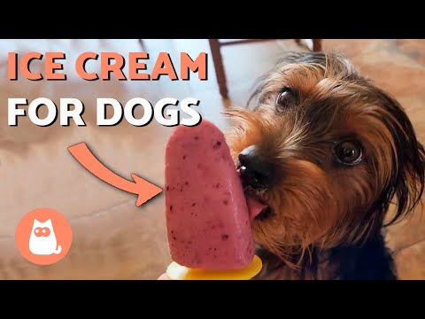 Homemade ICE CREAM for DOGS with 3 Ingredients 🍦🐕 Easy, Healthy and Quick Recipe