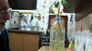 הצלת צמח להצמיח שוב (ידידנו היקר משה רצון ז"ל) - התמונה מוצגת ישירות מתוך אתר האינטרנט יוטיוב. זכויות היוצרים בתמונה שייכות ליוצרה. קישור קרדיט למקור התוכן נמצא בתוך דף הסרטון