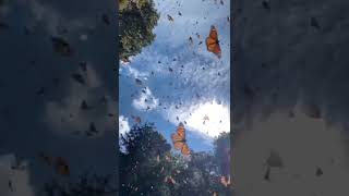 Download lagu Seperti hujan kupu kupu  indah banget mp3