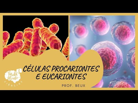 CÉLULAS PROCARIONTES E EUCARIONTES - Ensino Fundamental