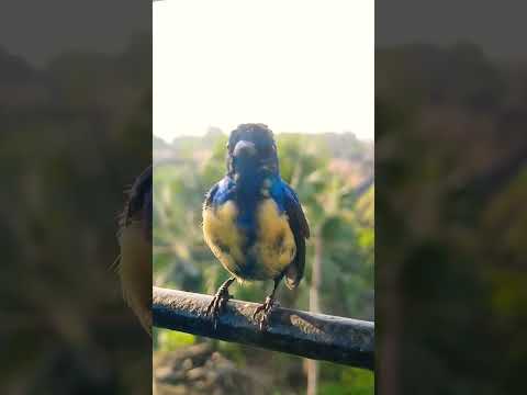 Good Morning 🌞 #relaxing  #nature #meditationmusic #travel #tranding #morning #viralvideo