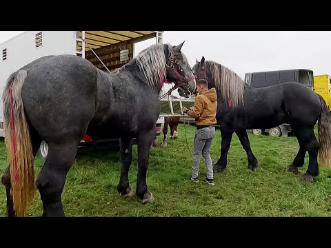 Armăsarii lui Fănel de la Dornești-Bucovina 2022