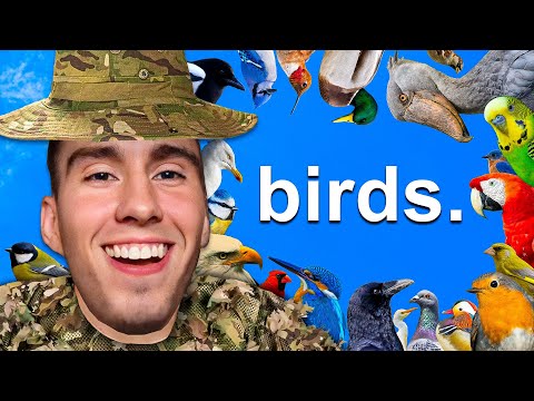 Birds in a Nutshell