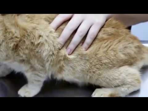 Final Video: A female spayed cat has breast cancer