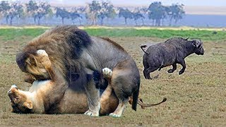 Buffalo Is Lucky To Escape While The Male Lions Are Scrambling For The Female Lion