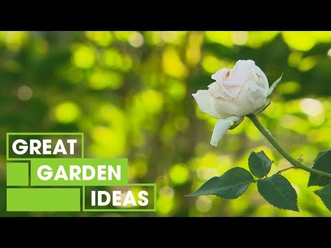download lagu mp3 mp4 Summer Garden Ideas, download lagu Summer Garden Ideas gratis, unduh video klip Summer Garden Ideas