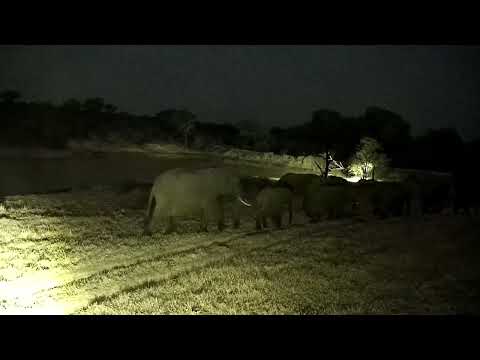 Djuma: Small Elephant herd walks by - 05:22 - 10/10/2022