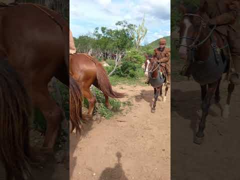 Vaquejada de Pega de Boi no Mato
