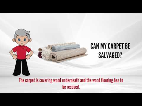 12. Can Carpet Be Saved? thumbnail